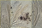 Pseudoschismatomma rufescens image