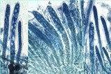 Pseudoschismatomma rufescens image