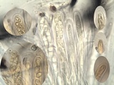 Pseudoschismatomma rufescens image