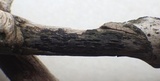 Hysterobrevium smilacis image