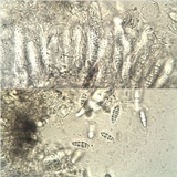 Hysterobrevium smilacis image