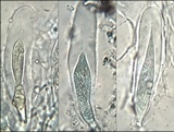 Hysterobrevium smilacis image