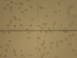 Hebeloma sinapizans image
