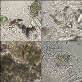 Pseudoschismatomma rufescens image