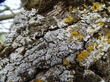 Physconia americana image