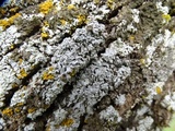 Physconia americana image