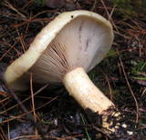 Lactarius repraesentaneus image