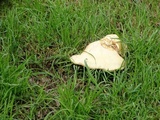 Clitocybe brunneocephala image
