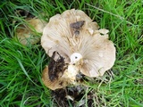 Clitocybe brunneocephala image