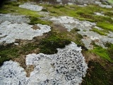 Lecidea tessellata image