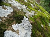Lecidea tessellata image