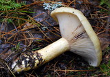 Lactarius repraesentaneus image