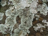 Lecanora muralis image