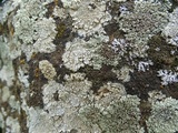 Lecanora muralis image