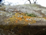 Caloplaca bolacina image