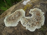 Lecanora muralis image