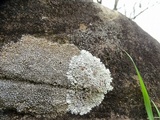 Lecanora muralis image