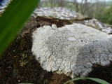 Lecidea tessellata image