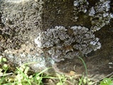 Physconia perisidiosa image