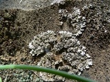 Physconia perisidiosa image