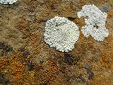 Lecanora muralis image