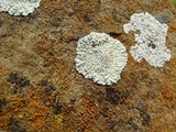 Lecanora muralis image