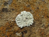 Lecanora muralis image