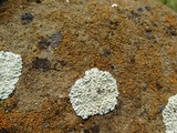 Lecanora muralis image