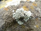 Lecanora muralis image
