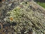 Acarospora socialis image