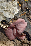 Ascocoryne cylichnium image