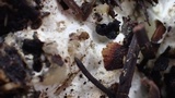 Abortiporus biennis image
