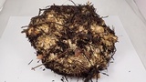 Abortiporus biennis image