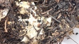Abortiporus biennis image