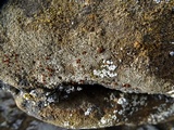 Caloplaca epithallina image