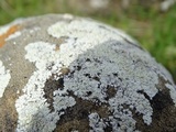 Lecanora muralis image