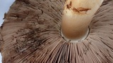 Agaricus albolutescens image
