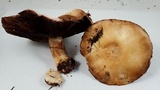 Agaricus albolutescens image