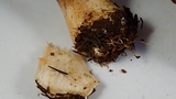 Agaricus albolutescens image