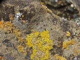 Caloplaca bolacina image