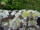 Lecanora muralis image