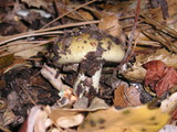 Cortinarius glutinosoarmillatus image