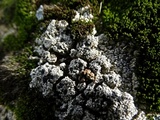 Trapeliopsis glaucopholis image