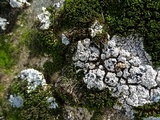 Trapeliopsis glaucopholis image