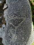 Lecidea tessellata image