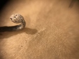 Hypomyces papulasporae image