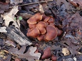 Gymnopus brassicolens var. brassicolens image