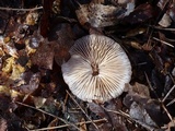 Gymnopus brassicolens var. brassicolens image