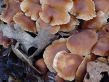 Gymnopus brassicolens var. brassicolens image