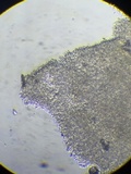 Contumyces rosellus image